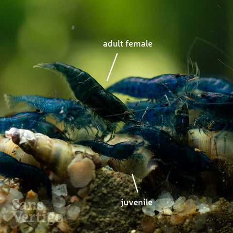 Blue Cherry Shrimp (Juvenile)