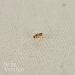 Drosophila melanogaster - Flightless Fruit Fly (Starter)