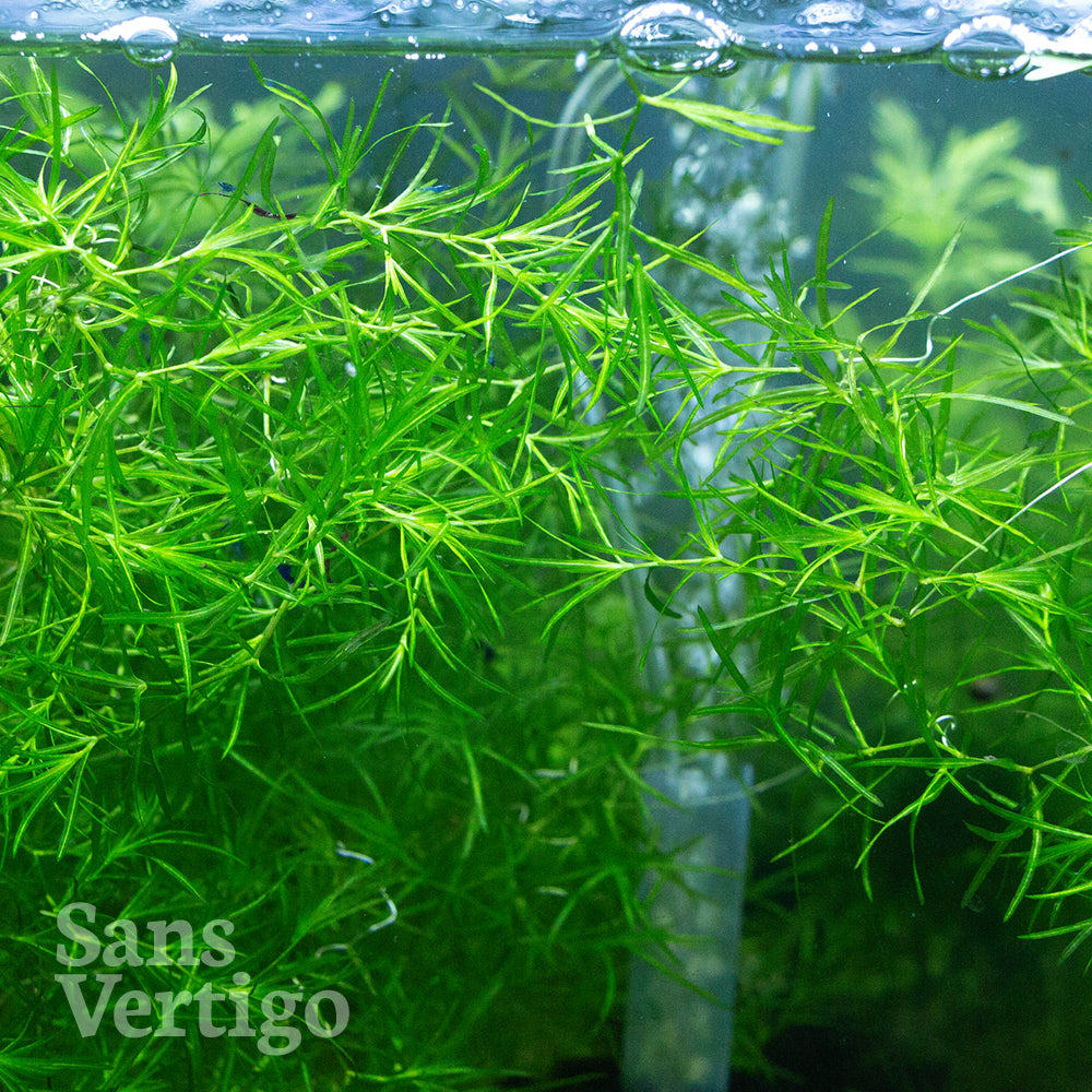 Guppy Grass Sans Vertigo