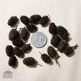 Black Alder Cones - 20 Pack