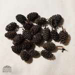 Black Alder Cones - 20 Pack