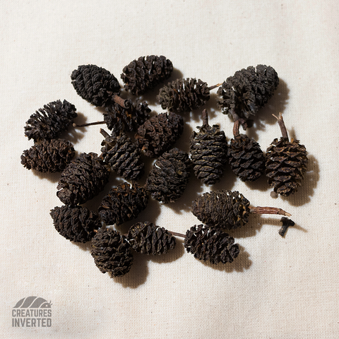 Black Alder Cones - 20 Pack
