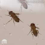Drosophila melanogaster - Flightless Fruit Fly (Starter)