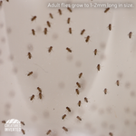 Drosophila melanogaster - Flightless Fruit Fly (Starter)