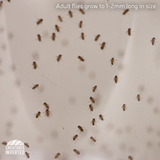Drosophila melanogaster - Flightless Fruit Fly (Starter)