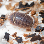 Giant Canyon Isopods (Porcellio dilatatus) - 15 Pack
