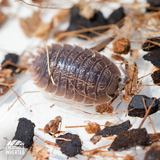 Giant Canyon Isopods (Porcellio dilatatus) - 15 Pack