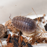 Giant Canyon Isopods (Porcellio dilatatus) - 15 Pack