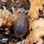 Giant Canyon Isopods (Porcellio dilatatus) - 15 Pack