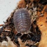Giant Canyon Isopods (Porcellio dilatatus) - 15 Pack