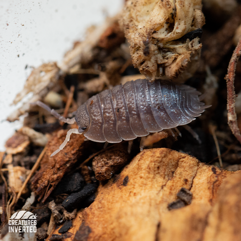Giant Canyon Isopods (Porcellio dilatatus) - 15 Pack