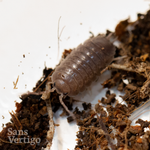 Smooth Slater Isopods (Porcellio laevis)