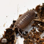 Smooth Slater Isopods (Porcellio laevis) - 15 Pack