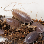 Smooth Slater Isopods (Porcellio laevis)