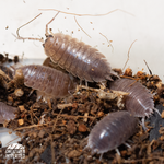 Smooth Slater Isopods (Porcellio laevis) - 15 Pack