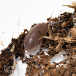 Smooth Slater Isopods (Porcellio laevis)