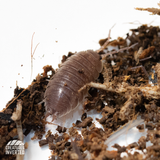 Smooth Slater Isopods (Porcellio laevis) - 15 Pack