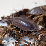 Smooth Slater Isopods (Porcellio laevis) - 15 Pack