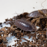 Smooth Slater Isopods (Porcellio laevis)