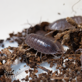 Smooth Slater Isopods (Porcellio laevis)