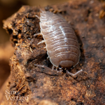 Smooth Slater Isopods (Porcellio laevis)