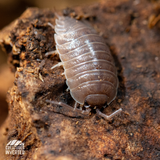 Smooth Slater Isopods (Porcellio laevis) - 15 Pack