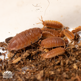 Orange Isopods (Porcellio scaber) - 15 Pack