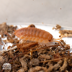 Orange Isopods (Porcellio scaber) - 15 Pack