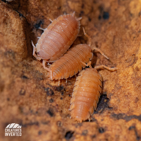 Orange Isopods (Porcellio scaber) - 15 Pack