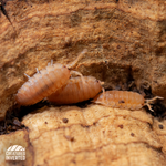 Orange Isopods (Porcellio scaber) - 15 Pack