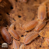 Orange Isopods (Porcellio scaber) - 15 Pack