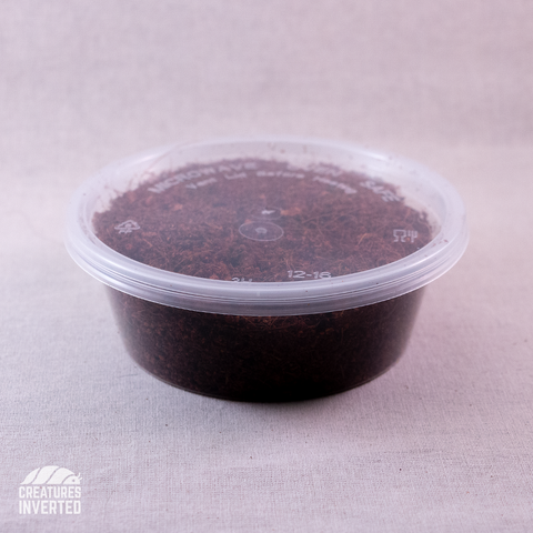 Springtail Starter Culture