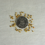 Bee's Knees - Shrimp Food