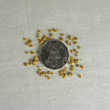 Bee's Knees - Shrimp Food