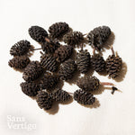 Black Alder Cones - 20 Pack