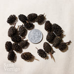 Black Alder Cones - 20 Pack