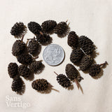Black Alder Cones - 20 Pack