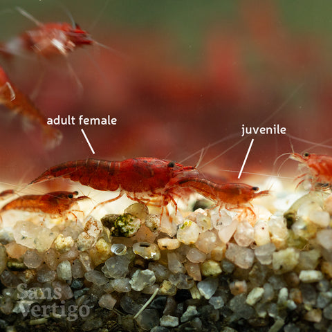Bloody Mary Shrimp (Juvenile)