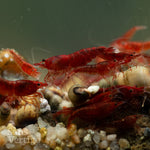 Bloody Mary Shrimp (Juvenile)