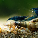 Blue Cherry Shrimp (Juvenile)