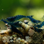Blue Cherry Shrimp (Juvenile)