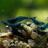 Blue Cherry Shrimp (Juvenile)