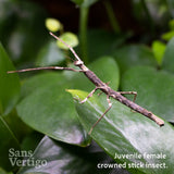 Crowned Stick Insect