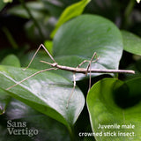 Crowned Stick Insect