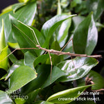 Crowned Stick Insect