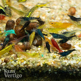 Mixed Cull Cherry Shrimp - 10 Pack