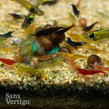 Mixed Cull Cherry Shrimp - 10 Pack