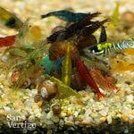 Mixed Cull Cherry Shrimp - 10 Pack