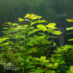 Ludwigia repens