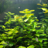 Ludwigia repens